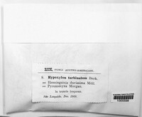 Phylacia turbinata image